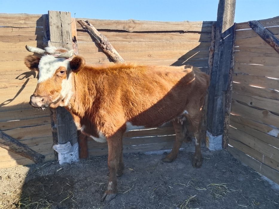 Бузаулы сиыр сатылады