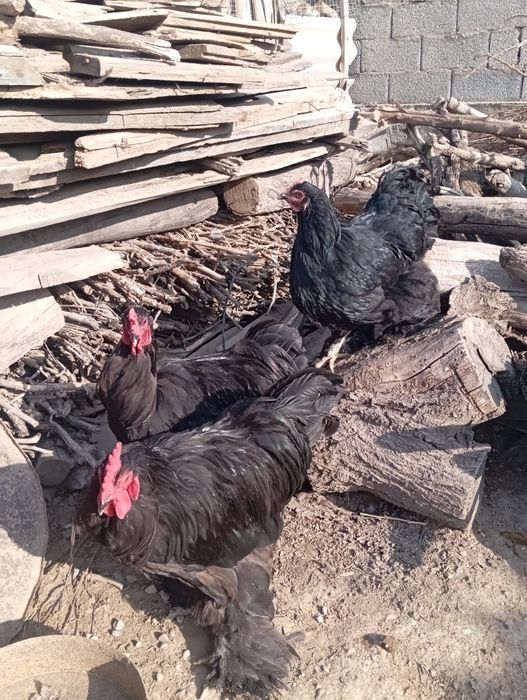 Черный кох сатылады