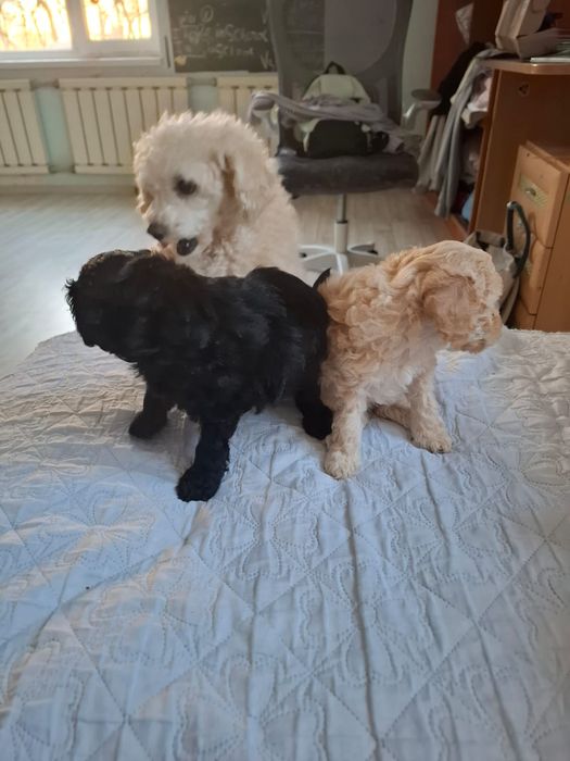 Продаем щенков Той Пуделя