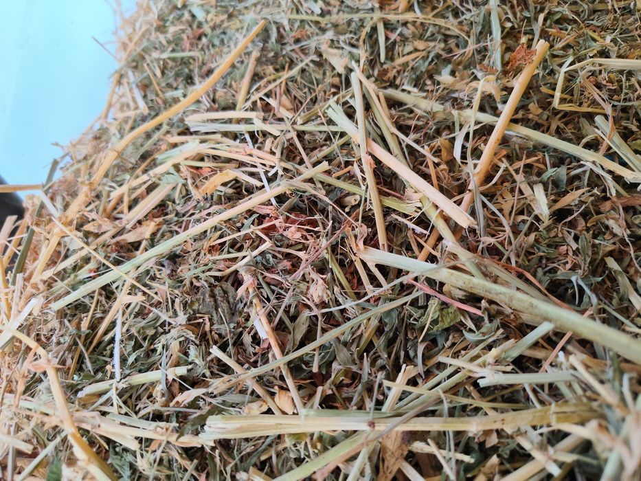 Vînd baloti de lucerna