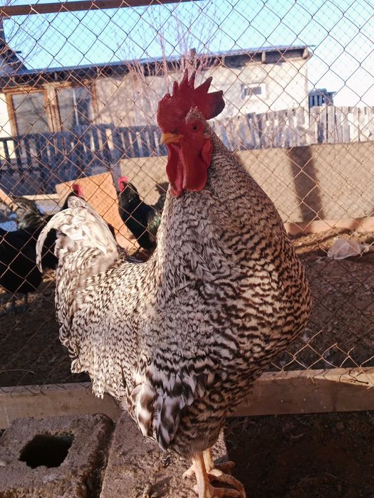 Амроксов семейка 2+1