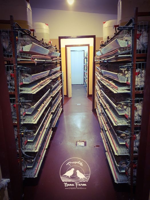 Oua prepelite pentru incubator