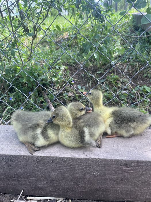 3 boboci gasca si 3 boboci rata muta de vanzare
