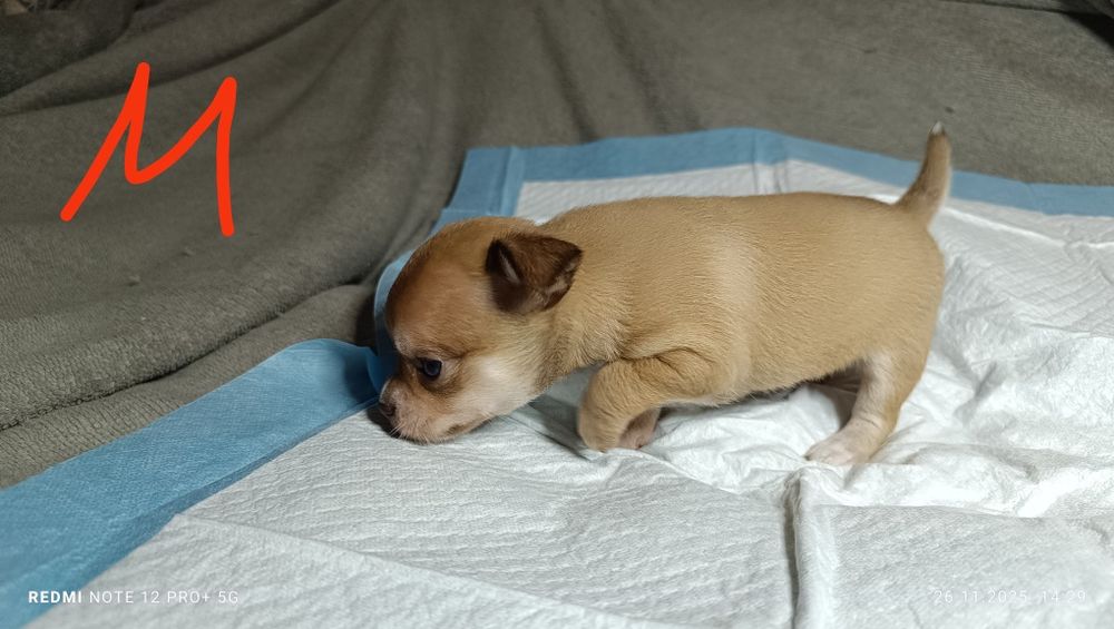 Щенки  Чихуахуа.