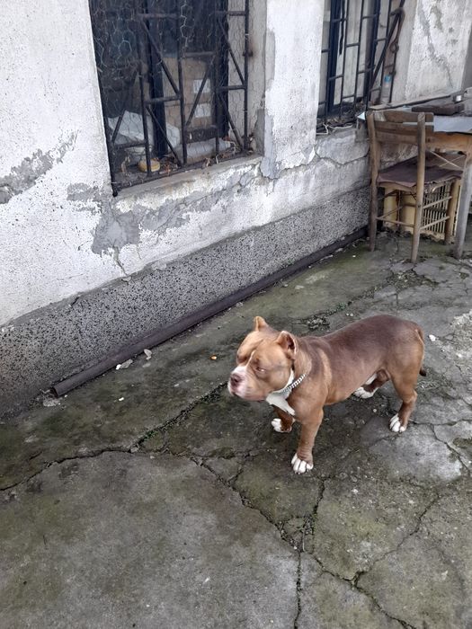 Американско були покет