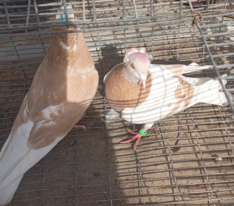 Летно игровые голуби