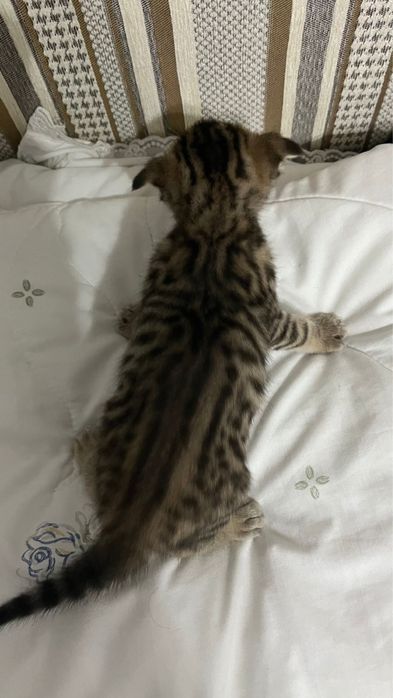 Шотландские вислоухие