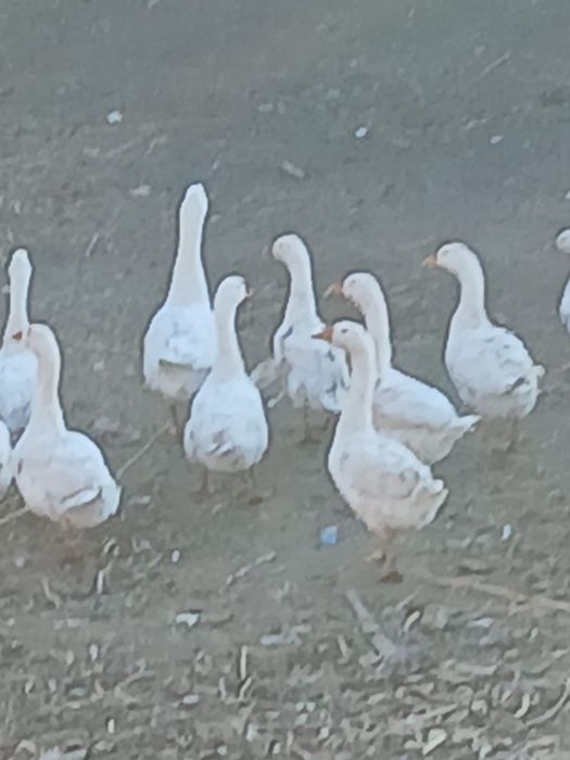 Продам Гусей домашние