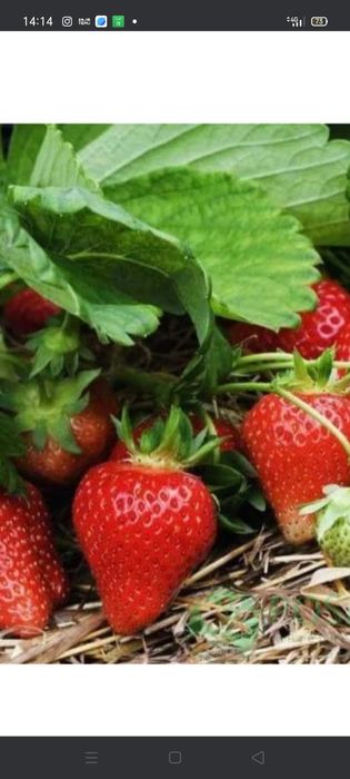 Рассада клубники. И смородины.