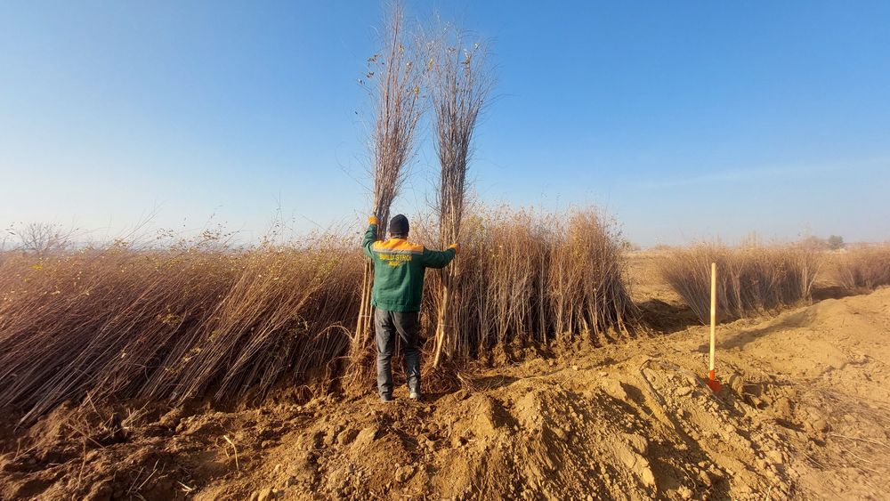 Қарағаш көшеттері