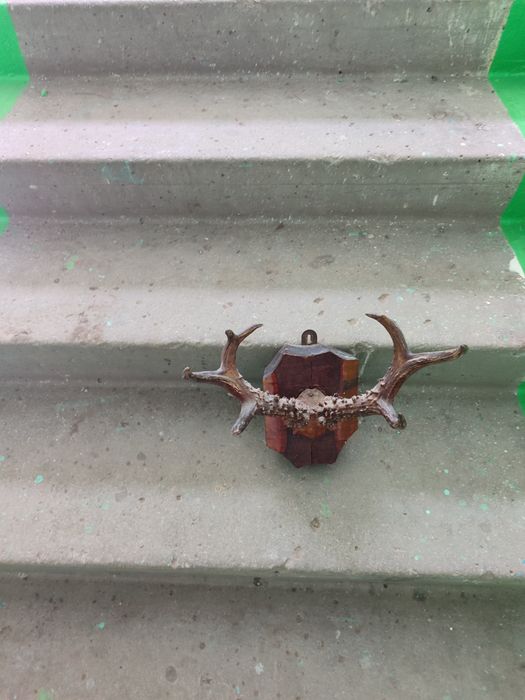 Продам рога косули