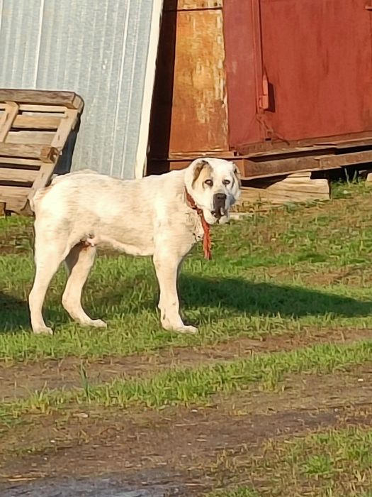 Чистокровный Алабай