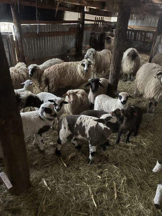 Oi cu. Miei. dupa ele