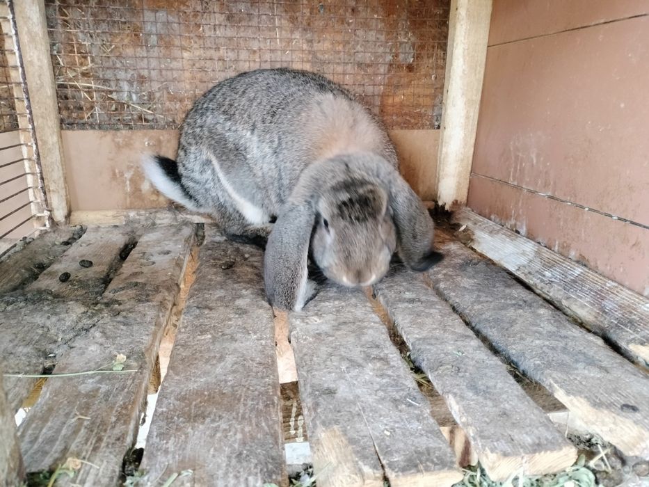 Berbec german masculi și femele