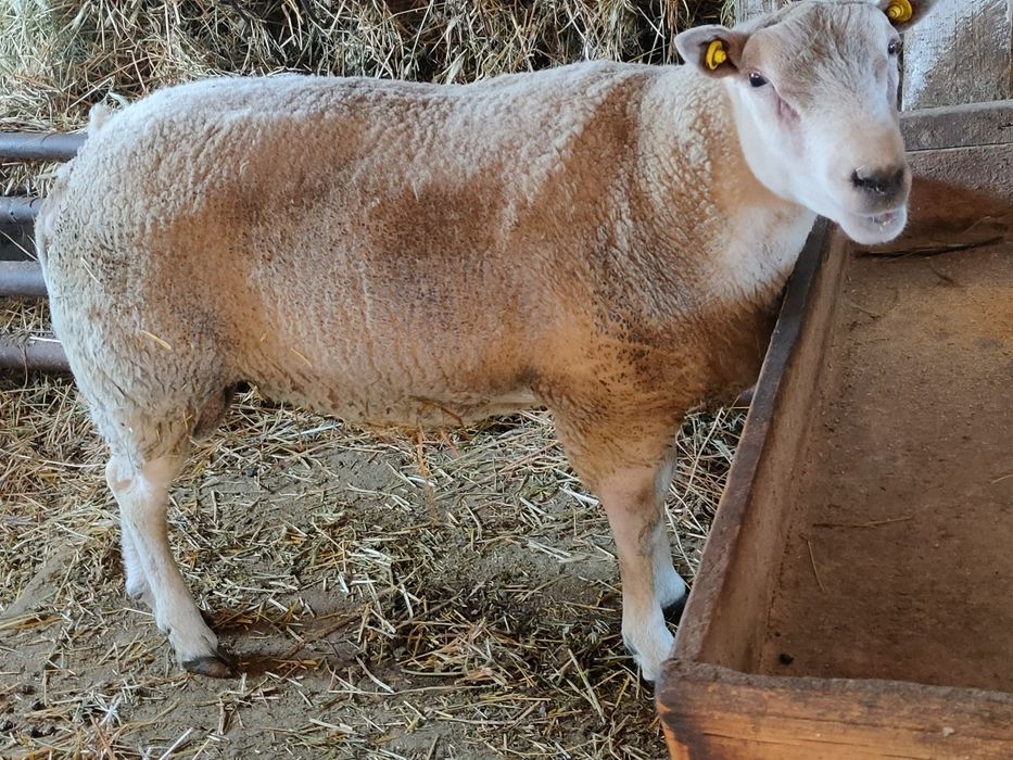 Vand berbec texel