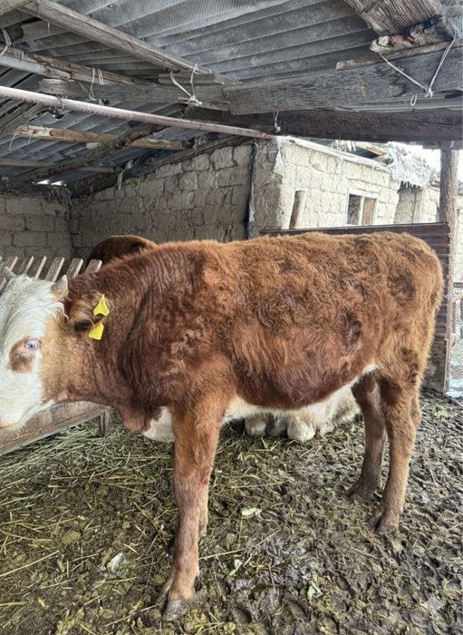 продаються бычки