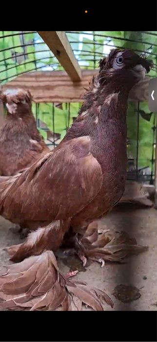 Голуби двухчубы пара
