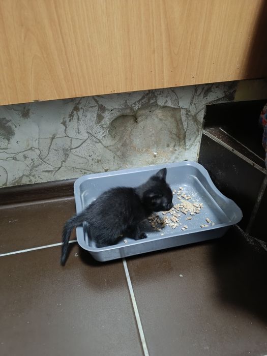 Котята бесплатно