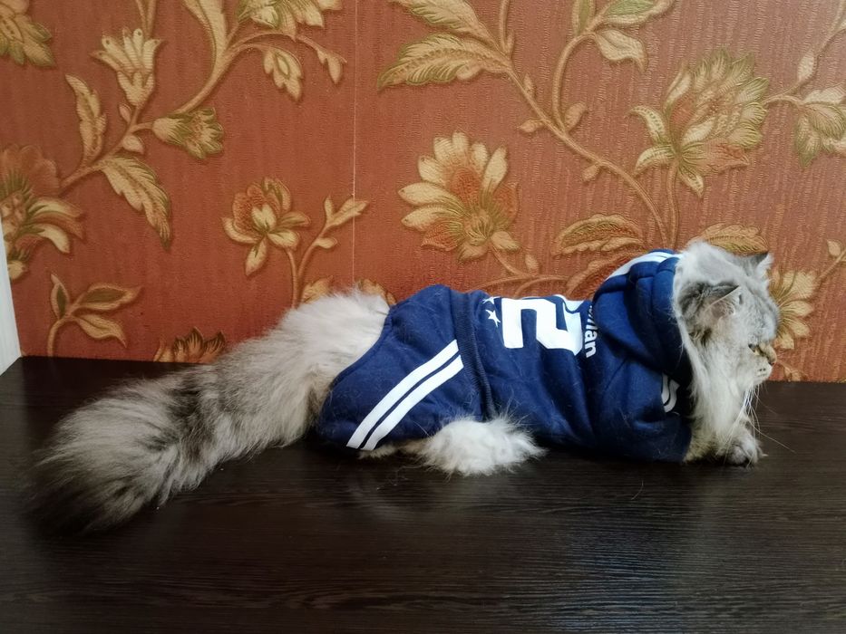 Скоттиш Фолд девочки