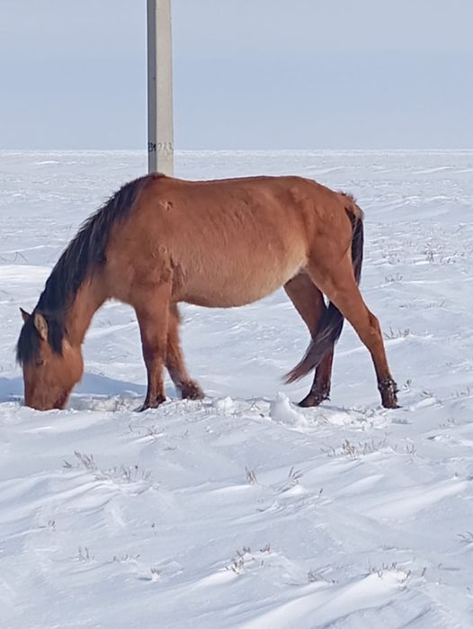 Мұғалжар айғыры сатылады
