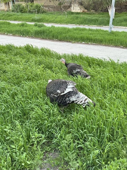 Индюки семейку продаю