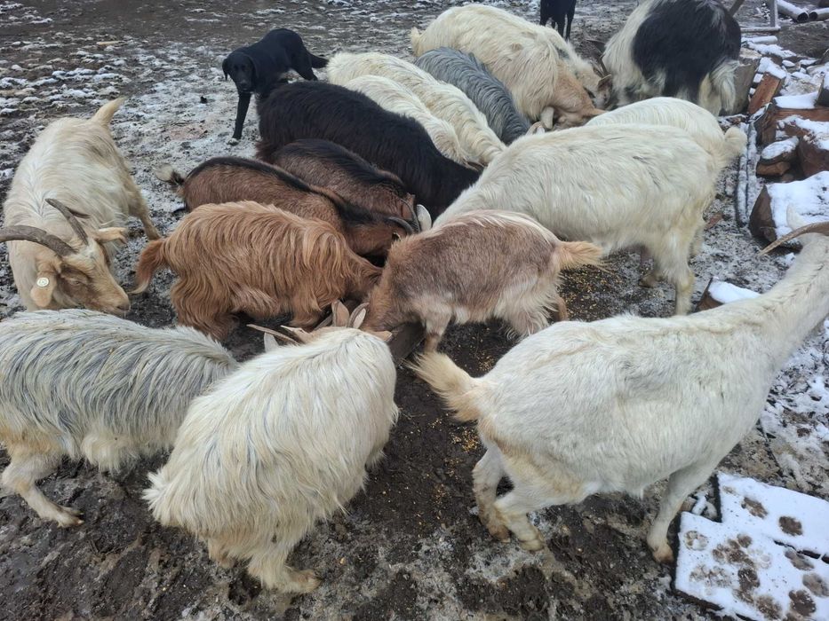 Vand capre, iedite si țap sănătoși