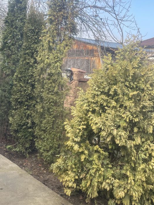 Елки, туи, кустарники