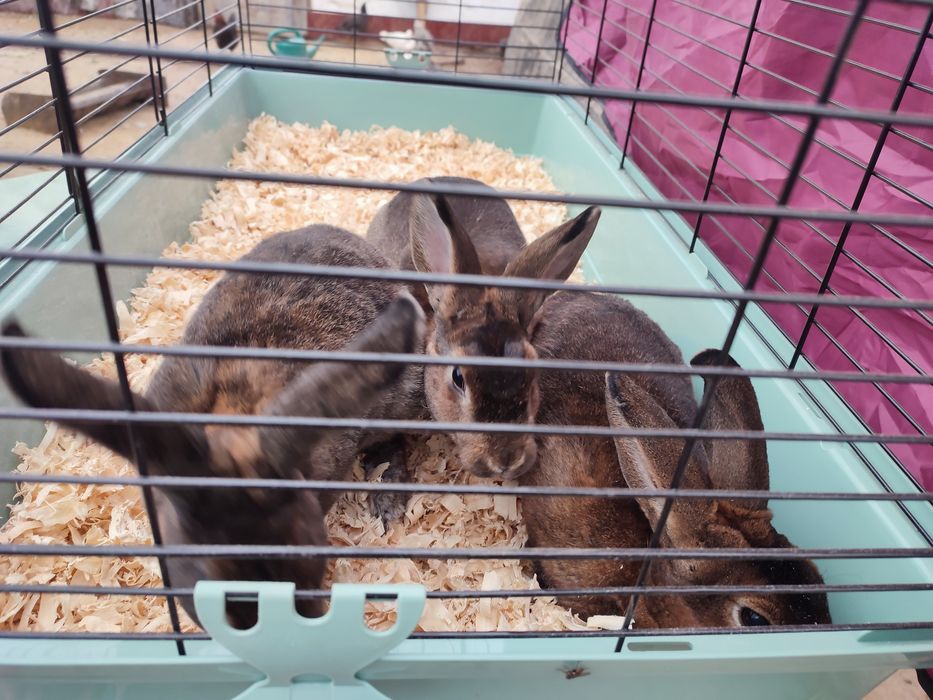 Iepuri rex castor și negru