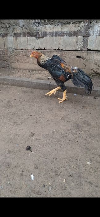 Бойцов, дакан. Шамо