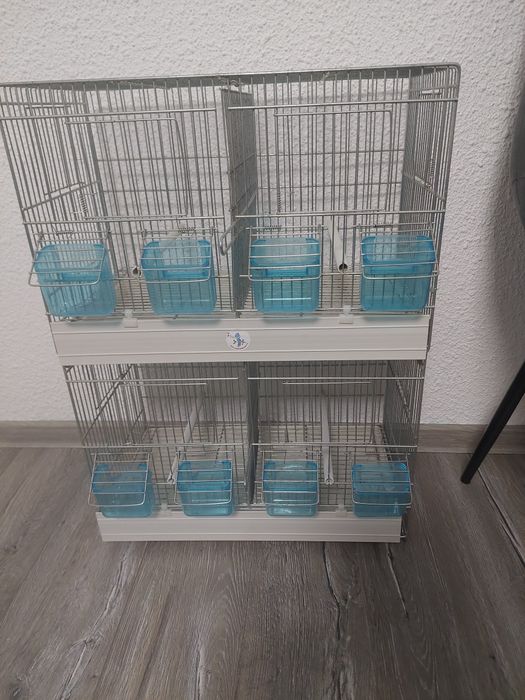 Canari ,pescarusi japonezi și 1 pereche perusi standard