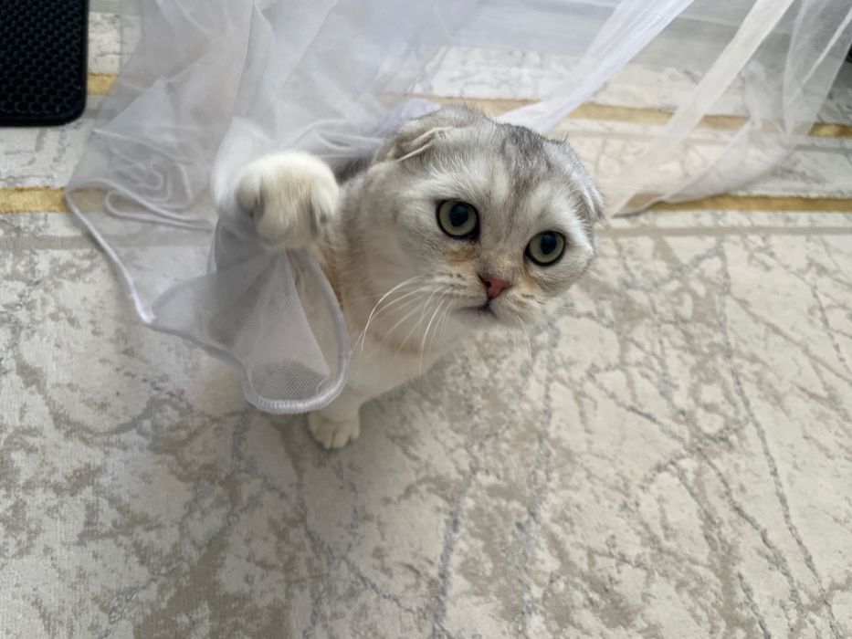 Серебристая шиншилла