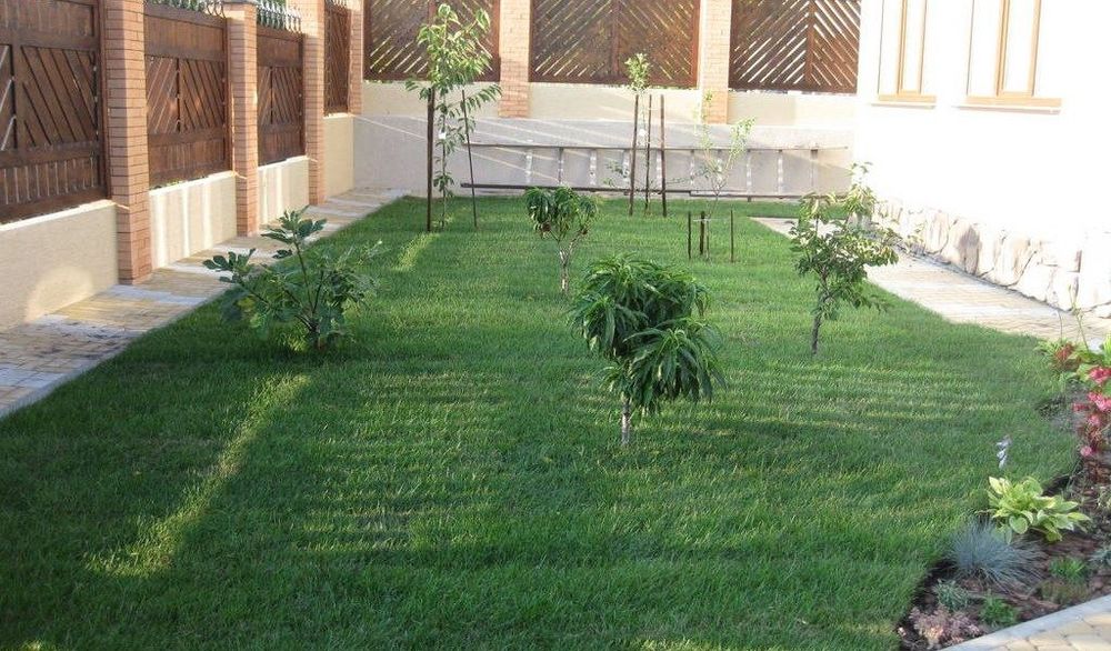 Газон ландшафт САДОВНИК