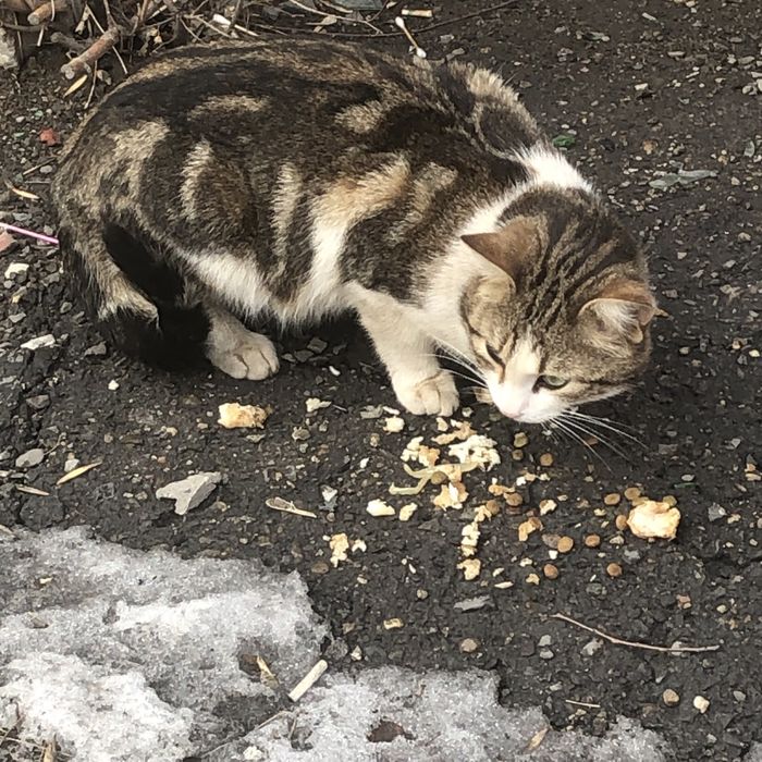 Животные . Кошки.