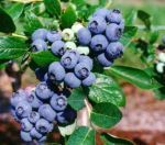 Afini de cultura la ghiveci