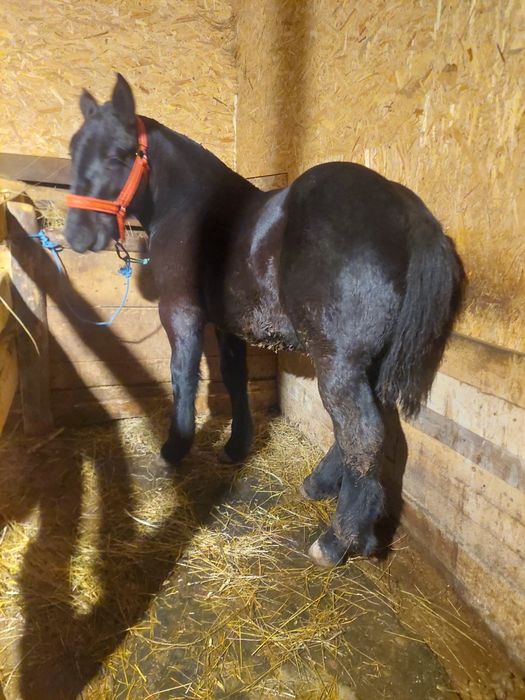 Vând manz de 6 luni