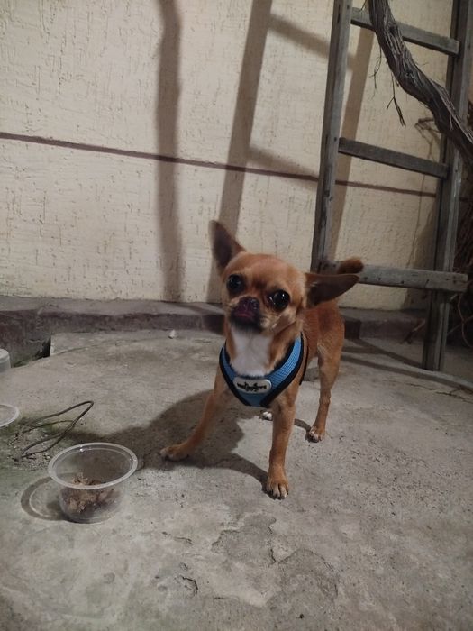 Chihahuva zoti chet eldan kelgan Erkak it