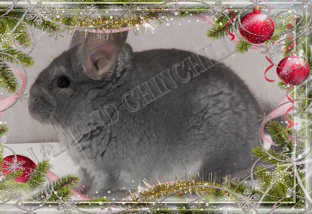 Шиншиллы(Diamond Chinchilla]