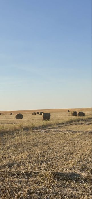 Продам сено в рулонах