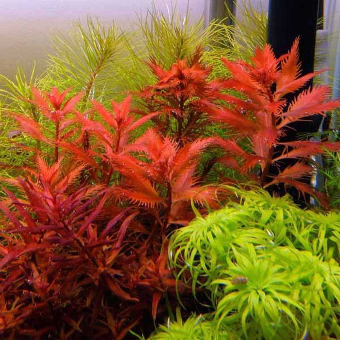 прозерпинака палюстрис