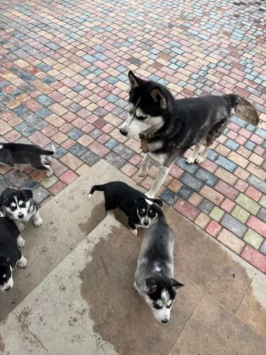 Хаски щенки продам