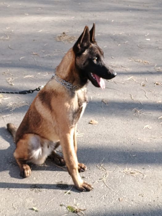 Белгийска овчарка Малиноа