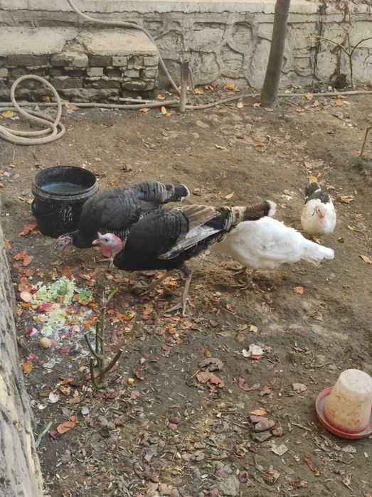 Куркалар сотилади хаммаси Бир жойга