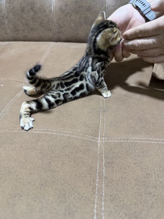 Bengal qoplon mushuk bolasi