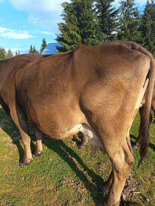 Vaca  de vanzare
