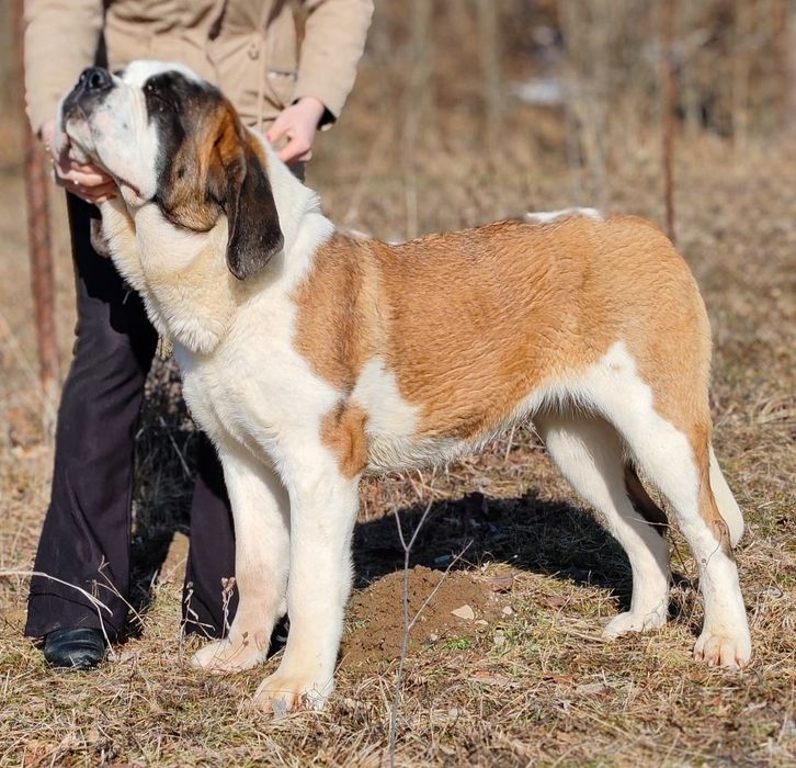 Femela de Saint Bernard cu Pedigree
