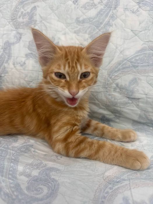 Котенок в добрые руки