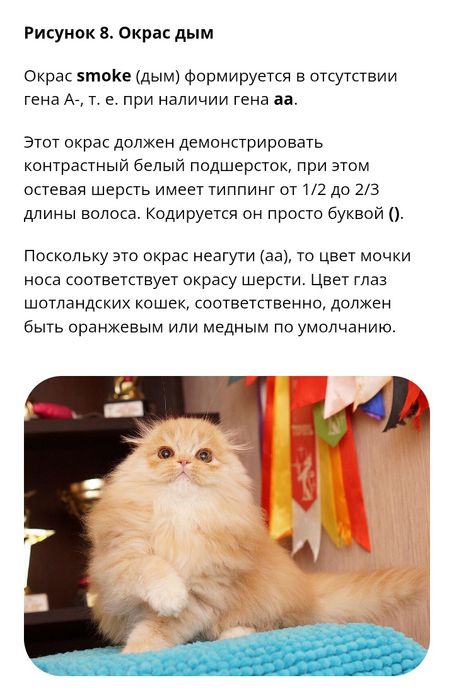 Вязка в квартире золотой