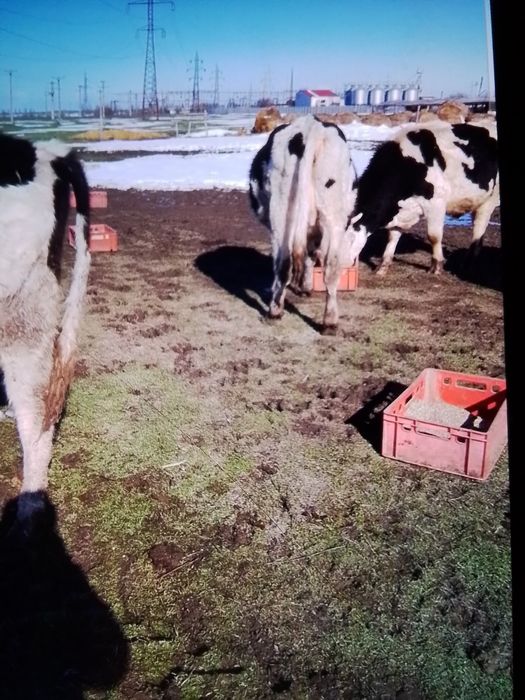 Vând junici gestante și una care abia a fătat un vițel frumos.