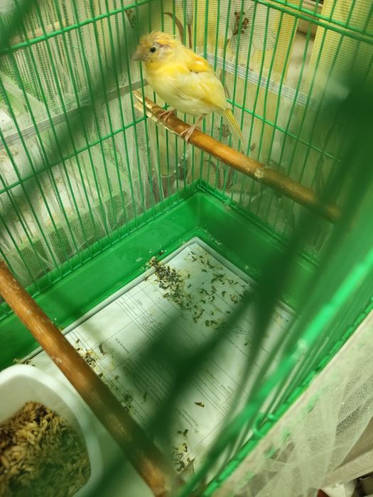 Продам канарейку