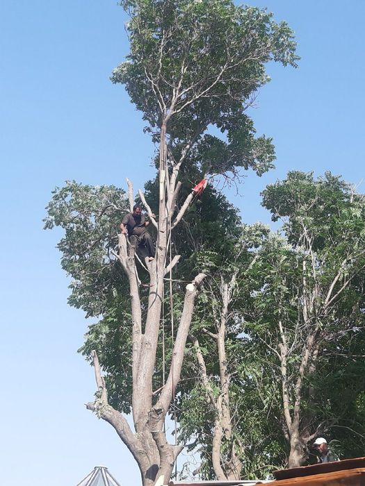Daraxt kesish. Benzopila xizmati!!! Professional
